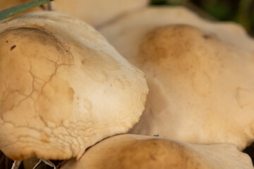 Close-up of pale wild mushroom caps with cracked texture, abstract natural pattern