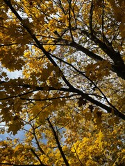 Autumn maple yellow leaves on the tree, fall mood, autumn vibe, leaves texture 