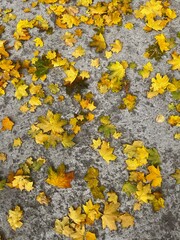 Autumn maple yellow leaves on the ground, fall mood, autumn vibe, leaves texture 