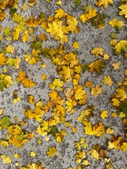 Autumn maple yellow leaves on the ground, fall mood, autumn vibe, leaves texture 