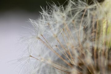Extreme close-up of delicate dandelion seeds and fluff, symbolizing fragility and hope