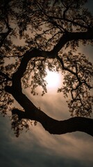 Low-angle view of tree branches against a bright, sunlit, textured sky, warm color palette