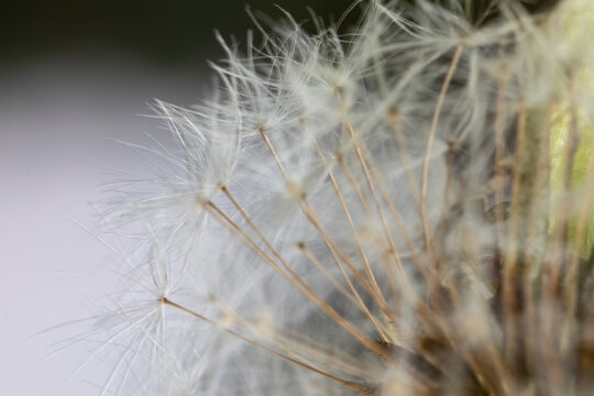 Extreme close-up of delicate dandelion seeds and fluff, symbolizing fragility and hope