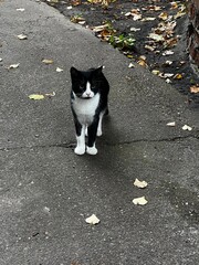Stray cat, wild kitten on street 