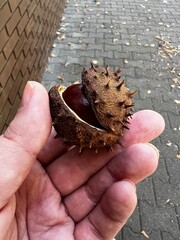 Woman&rsquo;s hand holding chestnut seed, autumn mood, fall vibe, autumn landscape 