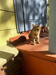 Stray cat, wild kitten on street 