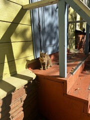 Stray cat, wild kitten on street 