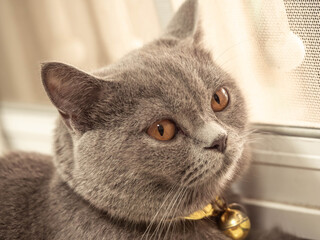 A blue British Shorthair sits by the window in the house.