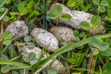 Close-up of animal droppings (scat) in bright green clover and grass, nature concept