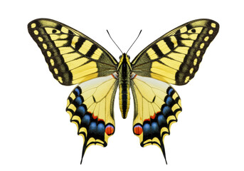 Isolated Western Tiger Swallowtail butterfly in full wingspan poses, ready for nature themes