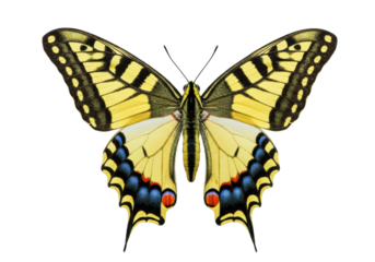 Isolated Western Tiger Swallowtail butterfly in full wingspan poses, ready for nature themes
