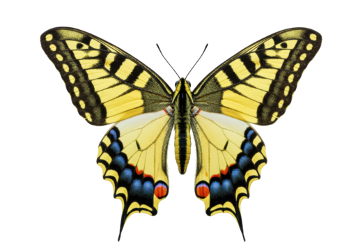 Isolated Western Tiger Swallowtail butterfly in full wingspan poses, ready for nature themes