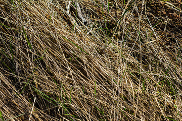 Dry grass and green blades intertwined on the ground showcasing a blend of textures on a sunny day in a natural landscape