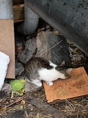 Stray cat, wild kitten on street 
