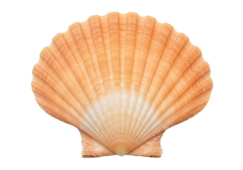 Isolated peach-toned scallop shell, marine bivalve, seashell in studio, coastal collection