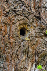 Close-up view of a tree trunk with a hollowed-out section showcasing bark texture and natural elements taken in a forest during daylight hours