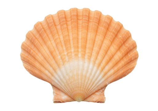 Isolated peach-toned scallop shell, marine bivalve, seashell in studio, coastal collection