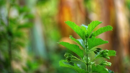 Fresh green plant leaves in garden with soft bokeh, vibrant nature macro background