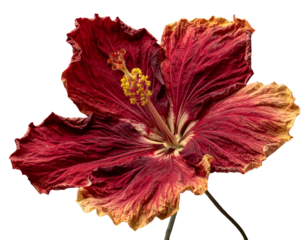 Close-up of a vibrant, withering bloom featuring textured, maroon petals