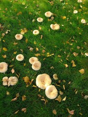 mushrooms on the grass
