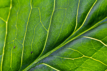 Close-up view of vibrant green leaf showcasing intricate vein patterns and textures under natural light in a lush environment