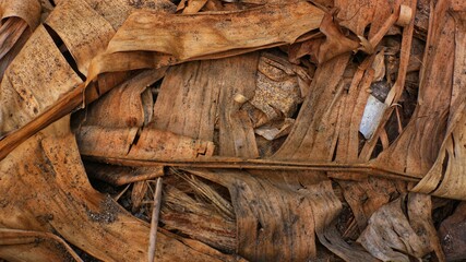 Layered dried banana leaves and sheath fibers, rustic tropical banana tree texture background