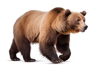 Obraz premium A Bear bear wildlife mammal.