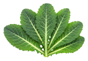 Isolated vibrant fresh green kale leaves form a bouquet like arrangement on a plain surface