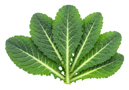 Isolated vibrant fresh green kale leaves form a bouquet like arrangement on a plain surface