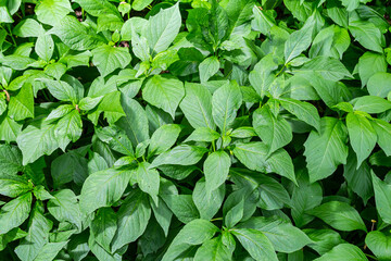 Lush green plant leaves covering the ground in a vibrant natural setting during daylight