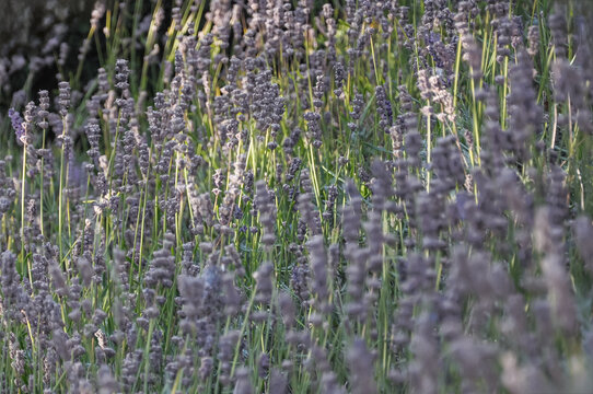 Lavandar flowers 
