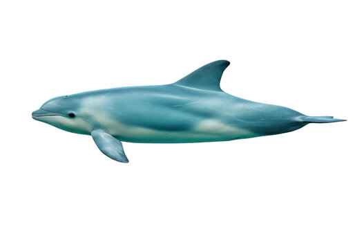 Isolated Dolphin swimming, a marine mammal found worldwide in oceans and coastal waters