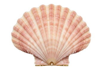 Isolated scallop seashell, pink striped fan-shaped object found on sandy beaches everywhere