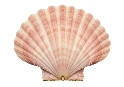 Isolated scallop seashell, pink striped fan-shaped object found on sandy beaches everywhere