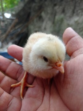pollito