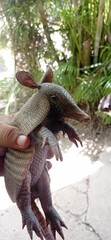 Armadillo