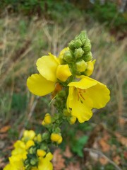 yellow flowers in the garden