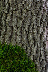 Close up view of textured tree bark with vibrant green moss growing at its base in a forest during the daytime