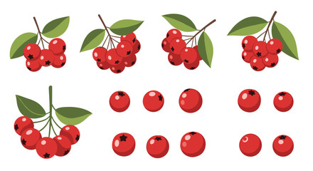 Vibrant Red Rowan Berries and Clusters with Green Leaves on White Background.