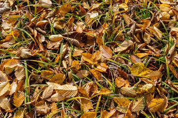 Colorful autumn leaves covering grassy ground in a natural setting during a sunny day