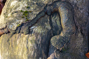 Detailed texture of an ancient tree bark revealing unique patterns and colors showcasing nature's artistry photographed during daylight hours in a forest