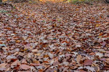 Autumn pathway covered in vibrant fallen leaves near a forest during the golden hour of late afternoon