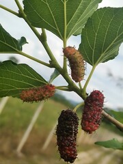 Obraz premium A lush mulberries tree filled with ripening fruits and green leaves, symbolizing abundance and natural vitality. This beautiful nature photograph captures the essence of growth, freshness and organic.