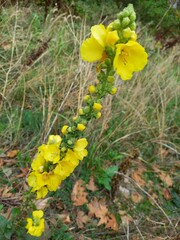yellow flowers in the forest