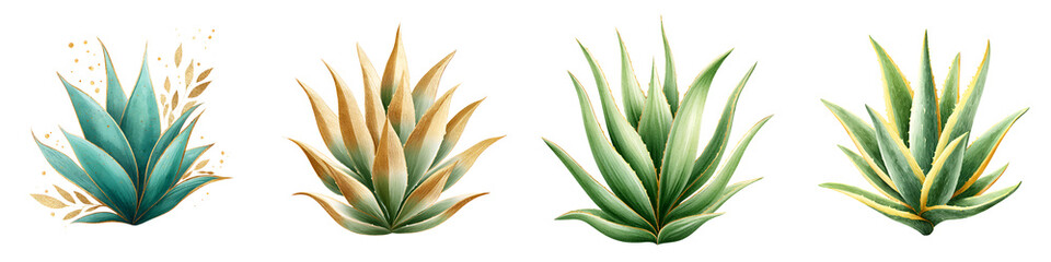 Obraz premium Vivid, tropical agave plants in various stages of growth, showcasing lush green colors, fine textures, and organic forms, ideal for botanical illustrations and nature-themed designs.