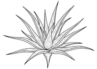 Hand-drawn Aloe Vera plant in a vintage botanical style. Black and white vector sketch illustration, isolated for wellness, beauty, and medicinal designs.