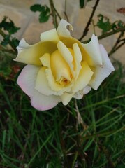 yellow rose in the garden