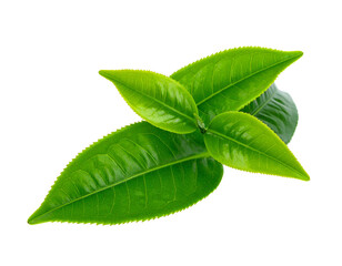 Close-up of vibrant green tea leaves isolated on black background