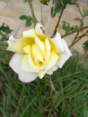 yellow rose flower