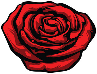 A big red  rose on a white background. Detailed drawing.